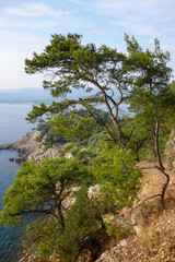 Obraz premium Sentier du littoral permettant de rejoindre Bandol depuis Saint-Cyr-sur-Mer en longeant la mer à travers de superbes calanques