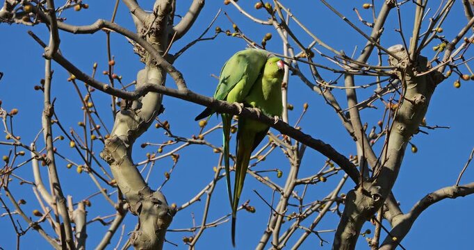 Couple of Rose-ringed parakeets (psittacula krameri), perched on branches, Montpellier, Southern France.