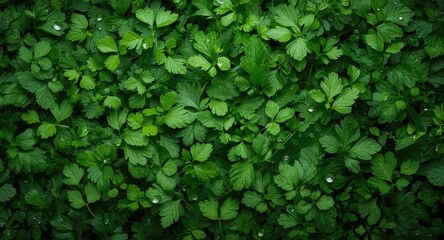 Obraz premium Detailed coriander leaf background with natural green hues and copy space