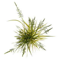 Fototapeta premium Arrhenatherum elatius tree plan, top view, cutout, transparent background, isolate, Golden wheat field swaying in the breeze, harvest season, rural landscape, agriculture