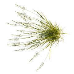 Fototapeta premium Arrhenatherum elatius tree plan, top view, cutout, transparent background, isolate, Delicate grassy meadow texture, close-up view of green blades for background