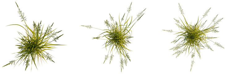 Arrhenatherum elatius tree plan, top view, cutout, transparent background, isolate, Delicate fern fronds texture, close-up. Nature background, floral element, detailed botanical pattern. © DH Tree Stock