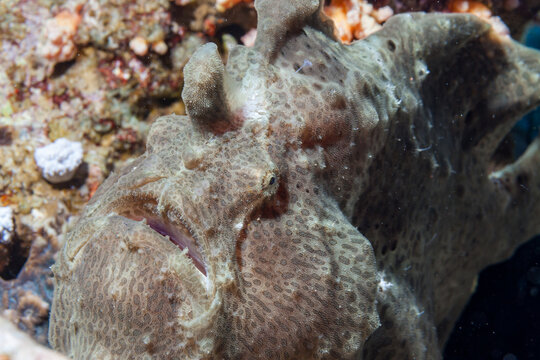 Egypt, Taba, Frogfish (Antennarius, sp.)