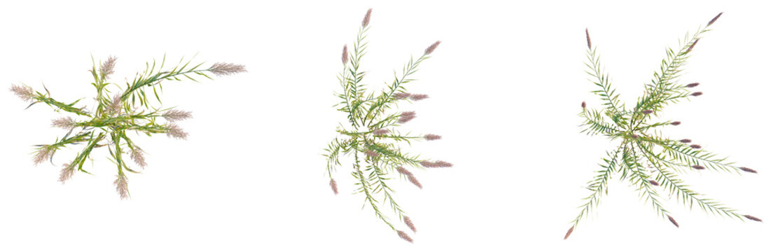 Arundo donax tree plan, top view, cutout, transparent background, isolate, Delicate Fern Branch with Dewdrops, Detailed Nature Texture, Macro Photography, Botanical Elements