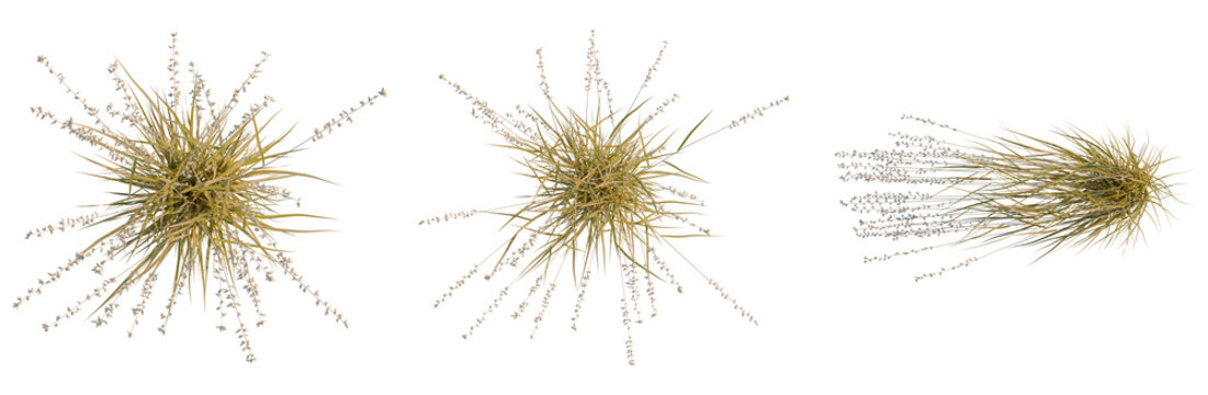 Bouteloua curtipendula tree plan, top view, cutout, transparent background, isolate, Delicate Ornamental Grasses Texture, Natural Background, Soft Focus, Floral Pattern, Rustic Design Element
