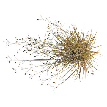 Briza media tree plan, top view, cutout, transparent background, isolate, Delicate Seed Pods and Dry Stems - Natural Elements for Design and Creative Projects
