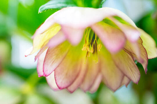 A closeup of a hellebore flower in the spring perennial garden.