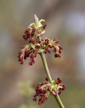 Blooming ashleaf maple (Acer negundo)