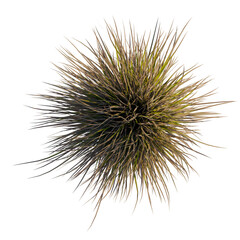 Obraz premium Chionochloa rubra tree plan, top view, cutout, transparent background, isolate, Detailed view of a dry, matted clump of grass with natural texture and earthy tones.