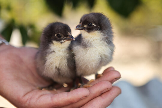 Two baby chicks being held in hand