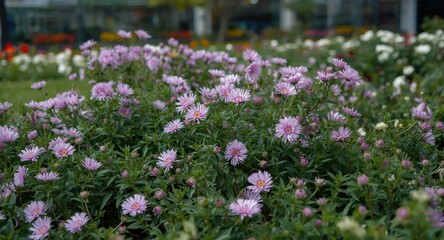 Obraz premium Lush asters blossoming in a modern city garden