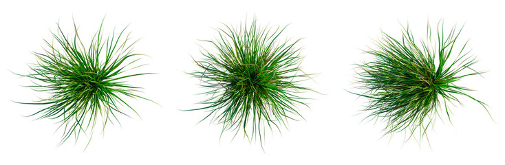 Cymbopogon citratus tree plan, top view, cutout, transparent background, isolate, Lush Green Grass...