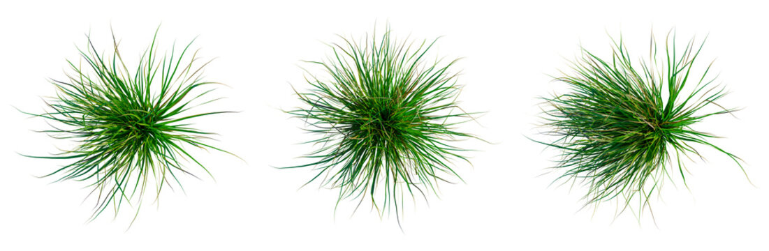 Cymbopogon citratus tree plan, top view, cutout, transparent background, isolate, Lush Green Grass Texture Close-Up: Detailed Background for Nature and Outdoor Designs