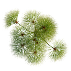 Obraz premium Cyperus papyrus tree plan, top view, cutout, transparent background, isolate, Detailed close-up of vibrant green fern leaf, natural textures, intricate patterns, botanical beauty