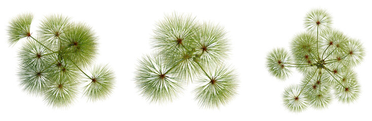 Obraz premium Cyperus papyrus tree plan, top view, cutout, transparent background, isolate, Detailed close-up of lush green pine needles, showcasing intricate natural textures and vibrant colors.