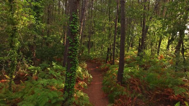 For&ecirc;t de Lanton sur le Bassin d'Arcachon, France, Gironde, Nouvelle-Aquitaine, femme qui marche