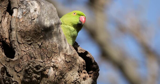 Female Rose-ringed parakeet (psittacula krameri), nesting in a Platanus tree, Montpellier, Southern France.