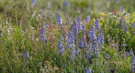 Fototapeta premium Natural landscape painting highlighting lively purple and blue flowers in a field