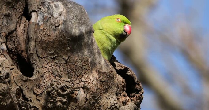 Female Rose-ringed parakeet (psittacula krameri), nesting in a Platanus tree, Montpellier, Southern France.