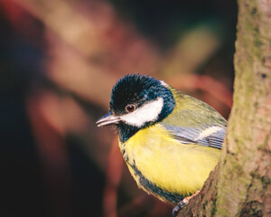 Fototapeta premium Great Tit, Parsus Major, perched and feeding in the gloom of Humford Woods., Northumberland, March 2026