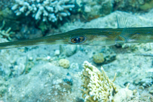 Egypt, Taba, Bluespotted cornetfish (Fistularia commersonii)