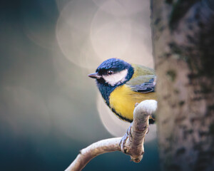 Great Tit, Parsus Major, perched and feeding in the gloom of Humford Woods., Northumberland, March 2026 © Neil_Benison_Photos