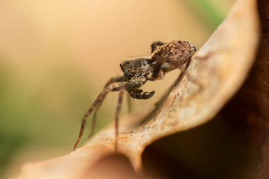 Common forest wolf spider, pardosa lugubris on leaf. Macro portrait of wild spider at springtime, Czech republic