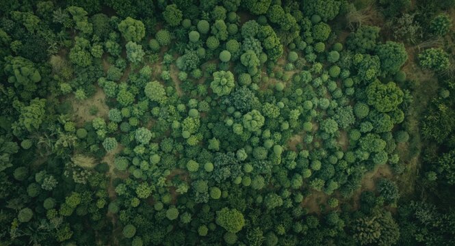 Overhead capture of a rich green terrain with demarcated plots for private sale or rental use
