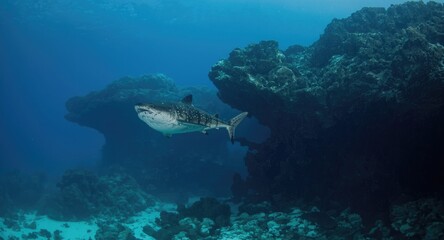 Obraz premium Ocean predator gliding near underwater rock formations