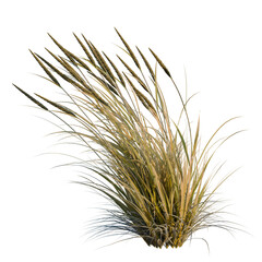 Fototapeta premium Ammophila brevilugatta tree, elevation, front view, cutout, transparent background, isolate, Detailed Close-Up of Golden Wheat Field Stalks, Natural Agricultural Harvest Texture