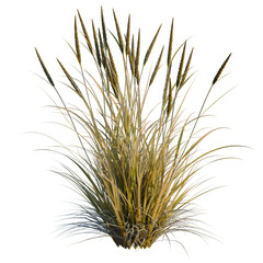 Fototapeta premium Ammophila brevilugatta tree, elevation, front view, cutout, transparent background, isolate, Golden Wheat Field Landscape, Agriculture, Harvest, Rural Scenery, Farming, Food, Nature