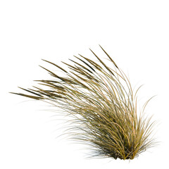 Obraz premium Ammophila brevilugatta tree, elevation, front view, cutout, transparent background, isolate, Golden Wheat Stalks Close-Up - Detailed Texture for Agricultural and Harvest Themes