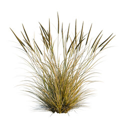 Fototapeta premium Ammophila brevilugatta tree, elevation, front view, cutout, transparent background, isolate, Detailed close-up of ripe wheat stalks, golden field, agricultural harvest, farm landscape.