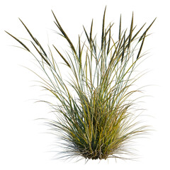 Ammophila brevilugatta tree, elevation, front view, cutout, transparent background, isolate, Detailed close-up of ornamental grass with flowing blades, nature macro photography. © DH Tree Stock
