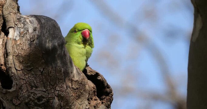 Female Rose-ringed parakeet (psittacula krameri), nesting in a Platanus tree, Montpellier, Southern France.