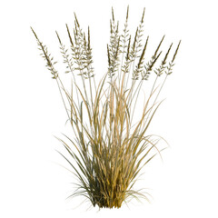 Obraz premium Arrhenatherum elatius tree, elevation, front view, cutout, transparent background, isolate, Close-up of vibrant, swaying wheat stalks in a golden field, showcasing agricultural beauty.