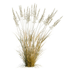 Fototapeta premium Arrhenatherum elatius tree, elevation, front view, cutout, transparent background, isolate, Detailed field of wheat stalks, a stunning and high-resolution agricultural scene.