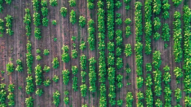 Top-down aerial view of lush green agricultural crops growing in symmetrical rows on a farm