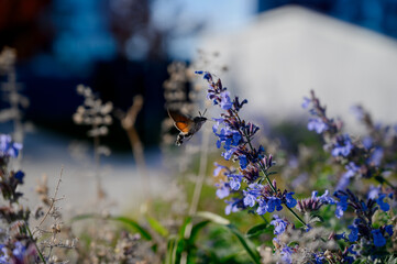 Fototapeta premium Hummingbird hovering near purple flowers in a garden setting