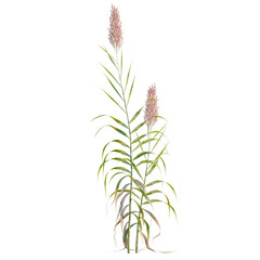Fototapeta premium Arundo donax tree, elevation, front view, cutout, transparent background, isolate, Lush Green Fern Leaves Close-Up, Detailed Texture, Natural Plant Life, Botanical Element
