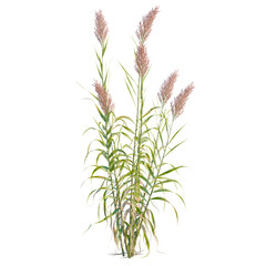 Obraz premium Arundo donax tree, elevation, front view, cutout, transparent background, isolate, Tall ornamental grass, green stalks, natural texture, garden background, summer landscape, close-up.