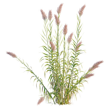 Arundo donax tree, elevation, front view, cutout, transparent background, isolate, Close-up of lush green reeds growing in a wetland environment, vibrant and natural scene