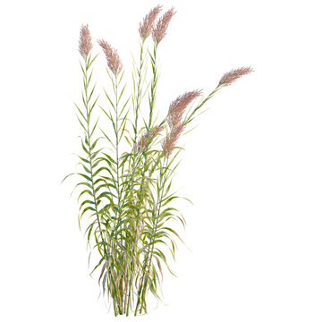 Arundo donax tree, elevation, front view, cutout, transparent background, isolate, Green Reed Grass Texture, Detailed Leaf Pattern, Natural Background, Botanical Elements, Close-Up Image