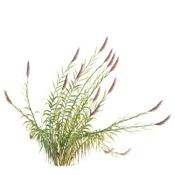 Arundo donax tree, elevation, front view, cutout, transparent background, isolate, Close-up of Ornamental Grasses with Delicate Seed Heads in Natural Light, Autumn Hues