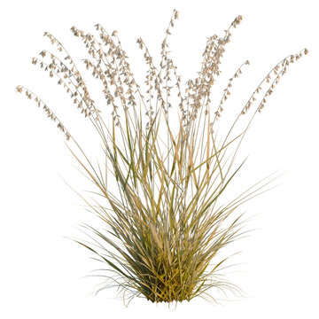 Bouteloua curtipendula tree, elevation, front view, cutout, transparent background, isolate, Detailed close-up of lush green grass texture, perfect for backgrounds and natural elements.