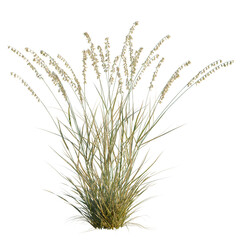 Fototapeta premium Bouteloua curtipendula tree, elevation, front view, cutout, transparent background, isolate, Detailed close-up view of green grass blades texture, isolated on a neutral background.