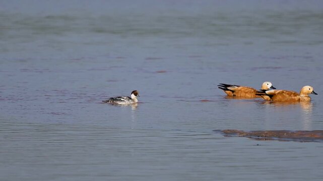 The restless energy of the diving Smew is beautifully balanced by the steady, majestic presence of the Ruddy Shelduck in the golden hour light.