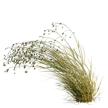 Briza media tree, elevation, front view, cutout, transparent background, isolate, Delicate sprigs of wheat, a vibrant harvest scene, golden fields, agricultural abundance