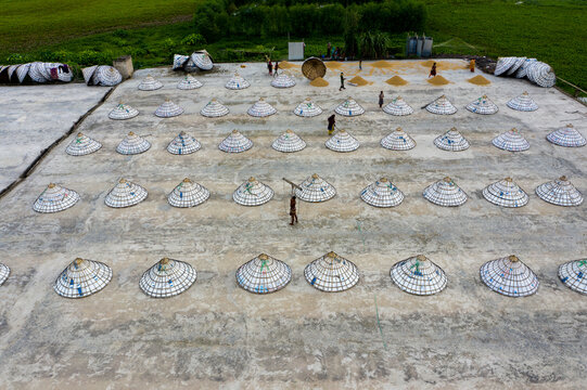 Aerial view of workers on a flat rooftop surrounded by rows of traditional conical hats and golden grains drying under the sun, Brahmanbaria, Chittagong Division, Bangladesh.