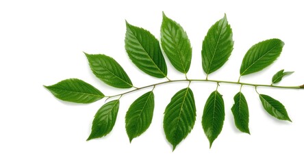 Obraz premium Lush green Cissus leaves branch prominently displayed on a bright white background